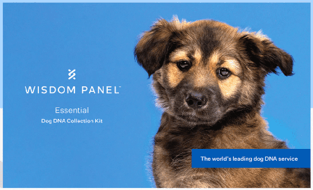 Comment fonctionne le test ADN chez les chiens ? - Omlet Blog France